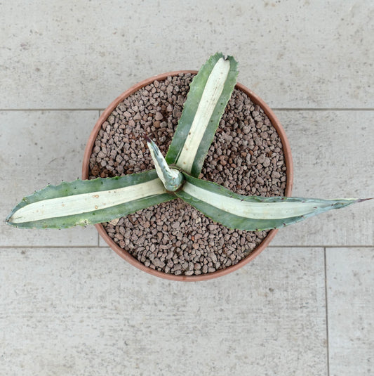 Agave americana mediopicta-alba Sukkulente mit langen, buntlaubigen Blättern und stacheligen Rändern im Topf