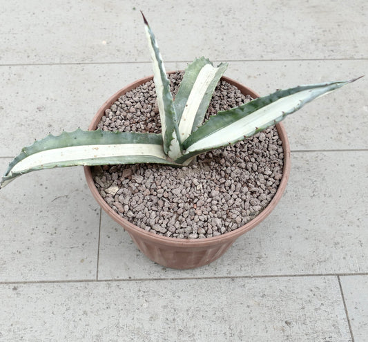 Agave americana mediopicta-alba Sukkulente mit langen, buntblättrigen Blättern und scharfen Stacheln im Topf
