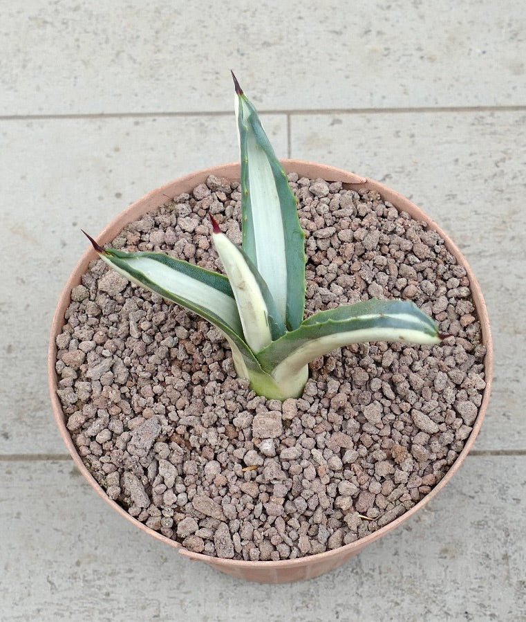 Agave americana mediopicta-alba small variegated succulent with pointed leaves and spines in pot