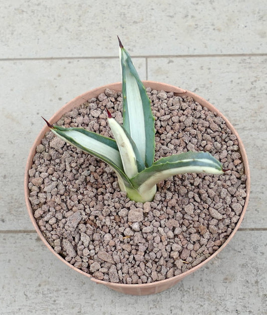 Agave americana mediopicta-alba kleine variegierte Sukkulente mit spitzen Blättern und Dornen im Topf
