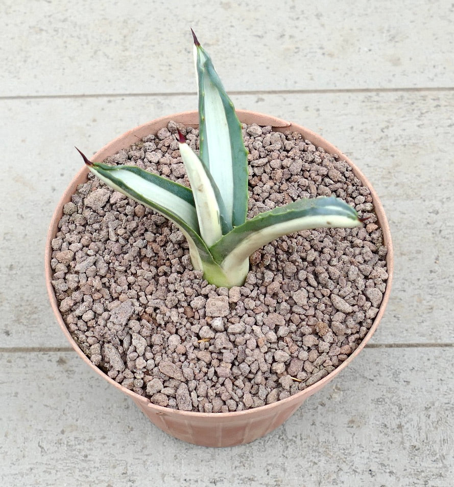 Agave americana mediopicta-alba small variegated succulent with pointed leaves and spines