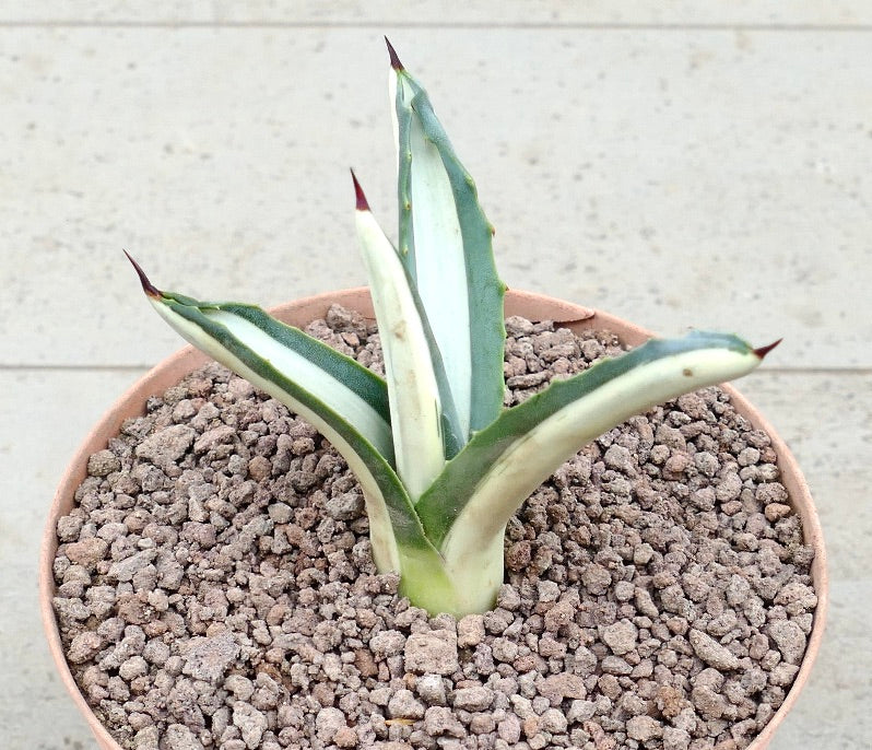 Agave americana mediopicta-alba succulent with white-striped leaves and sharp spines in pot