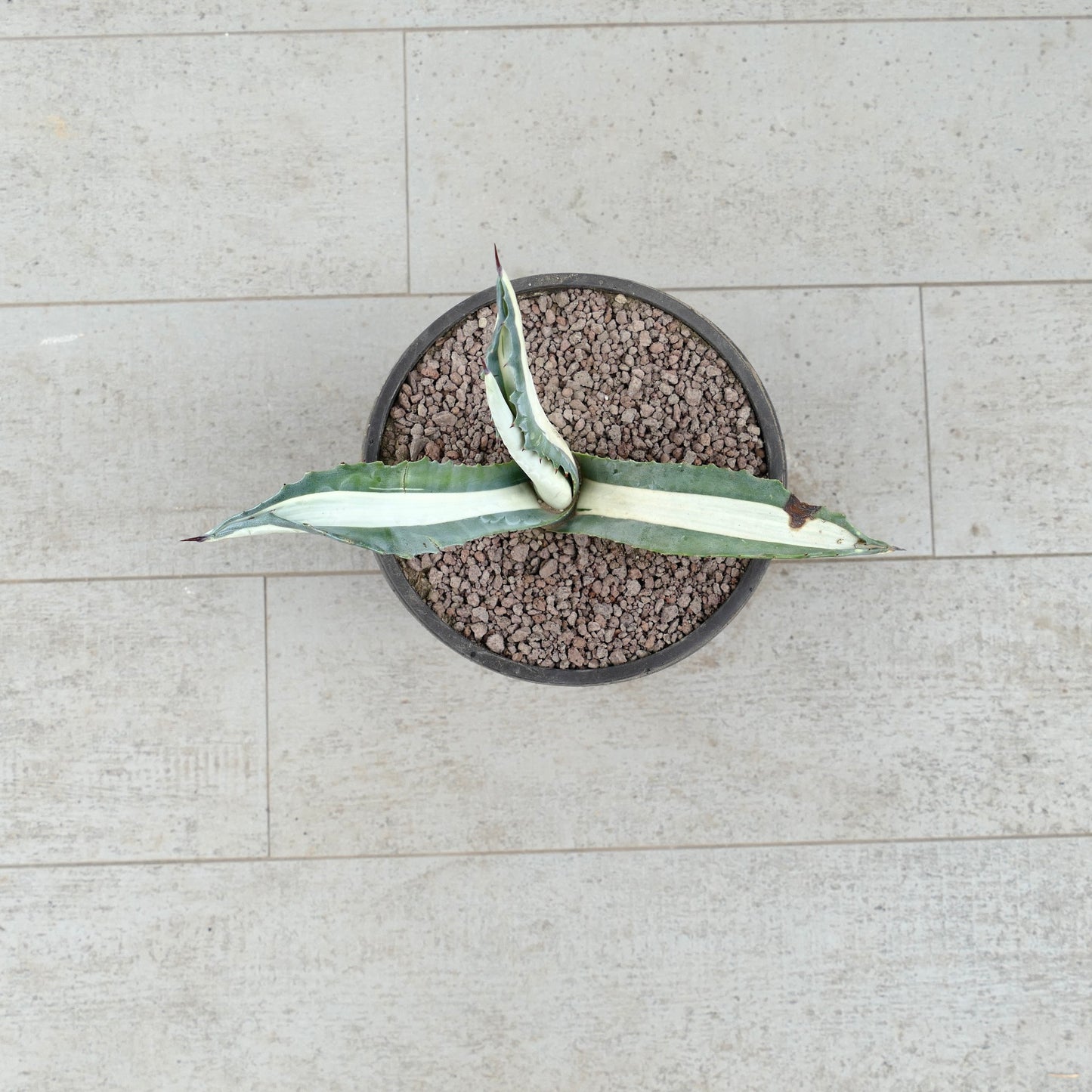 Agave americana mediopicta-alba suculenta com folhas variegadas longas e espinhos afiados em vaso