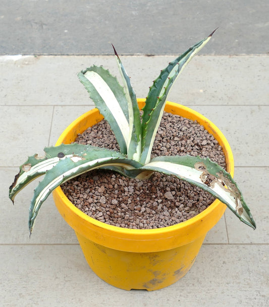 Agave americana mediopicta-alba Sukkulente mit langen, b variegierten Blättern und scharfen Stacheln im gelben Topf