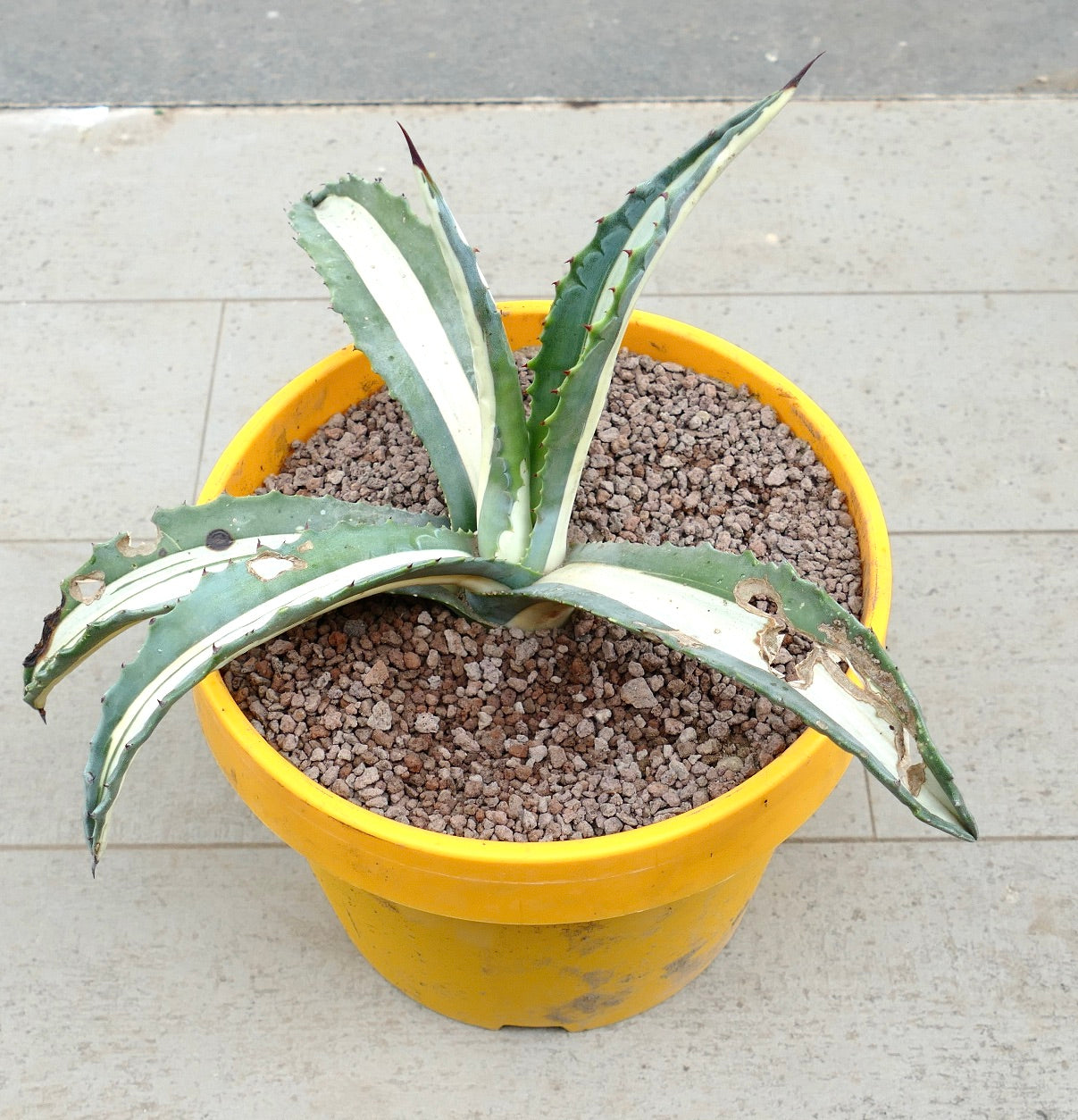 Agave americana mediopicta-alba succulent with long variegated leaves and sharp spines in yellow pot