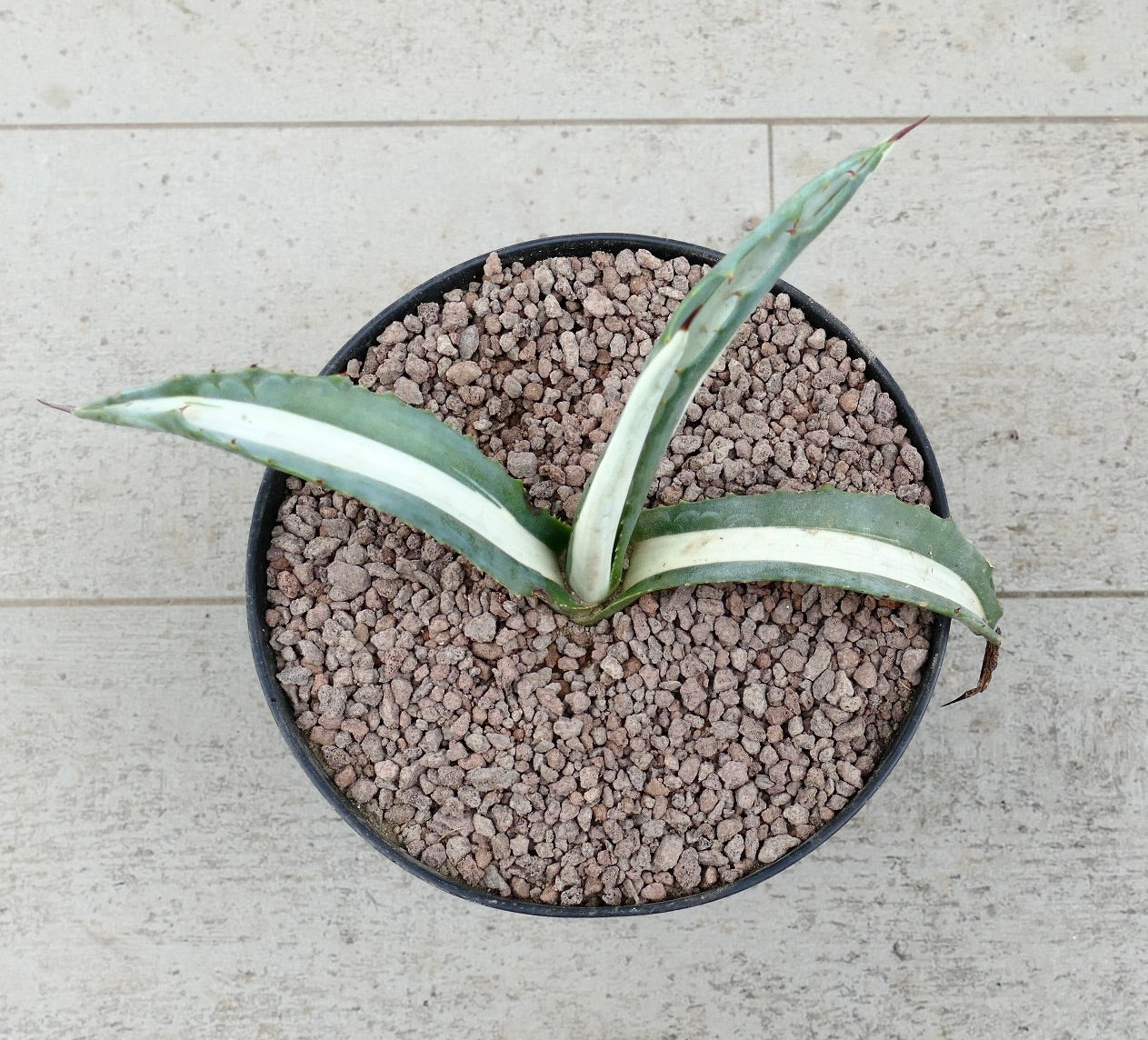 Agave americana mediopicta-alba succulent with broad white-striped leaves and sharp spines in pot