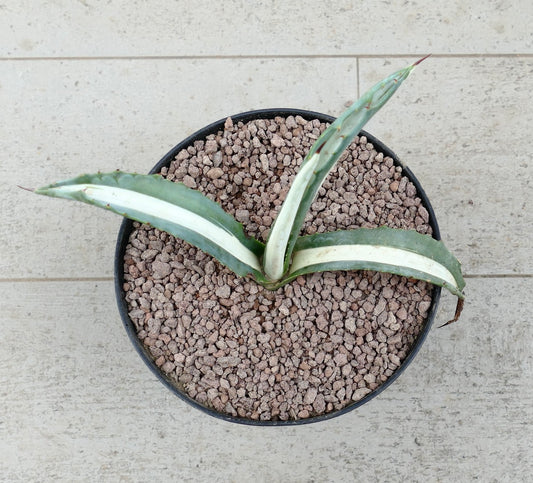 Agave americana mediopicta-alba Sukkulente mit breiten, weiß gestreiften Blättern und scharfen Dornen im Topf
