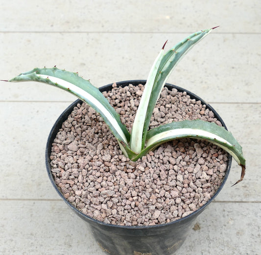 Agave americana mediopicta-alba Sukkulente mit weiß gestreiften, dicken Blättern und scharfen Dornen im Topf