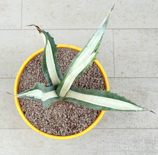 Agave americana mediopicta-alba Sukkulente mit langen, bunt gefärbten Blättern und scharfen Stacheln im Topf