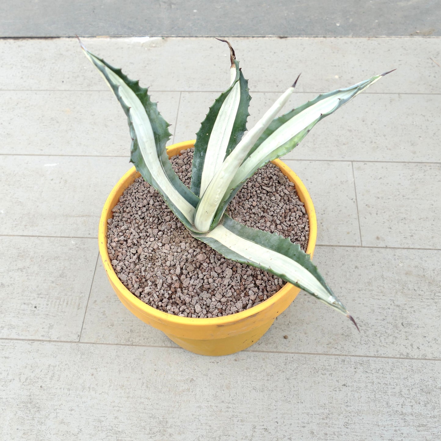Agave americana mediopicta-alba succulent with long variegated leaves and sharp spines in yellow pot