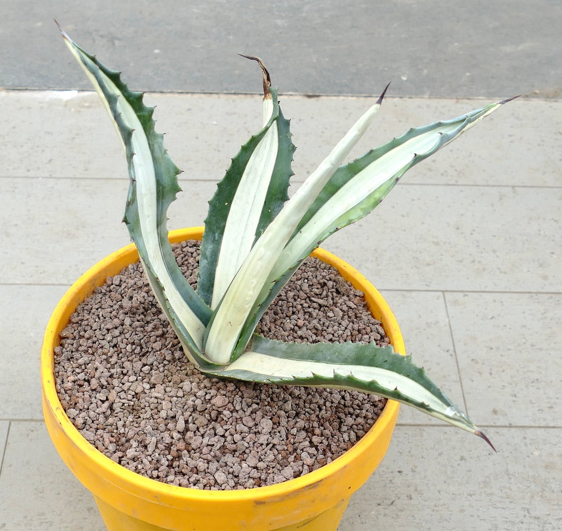 Agave americana mediopicta-alba succulent with long variegated leaves and sharp spines in pot