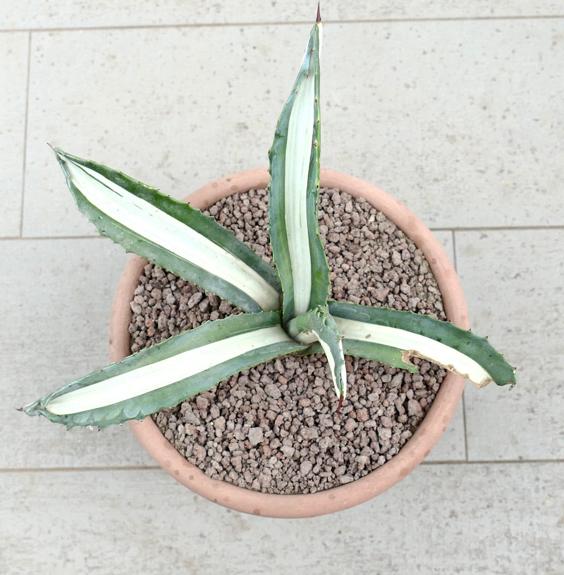 Agave americana mediopicta-alba succulent with long variegated leaves and sharp spines in pot