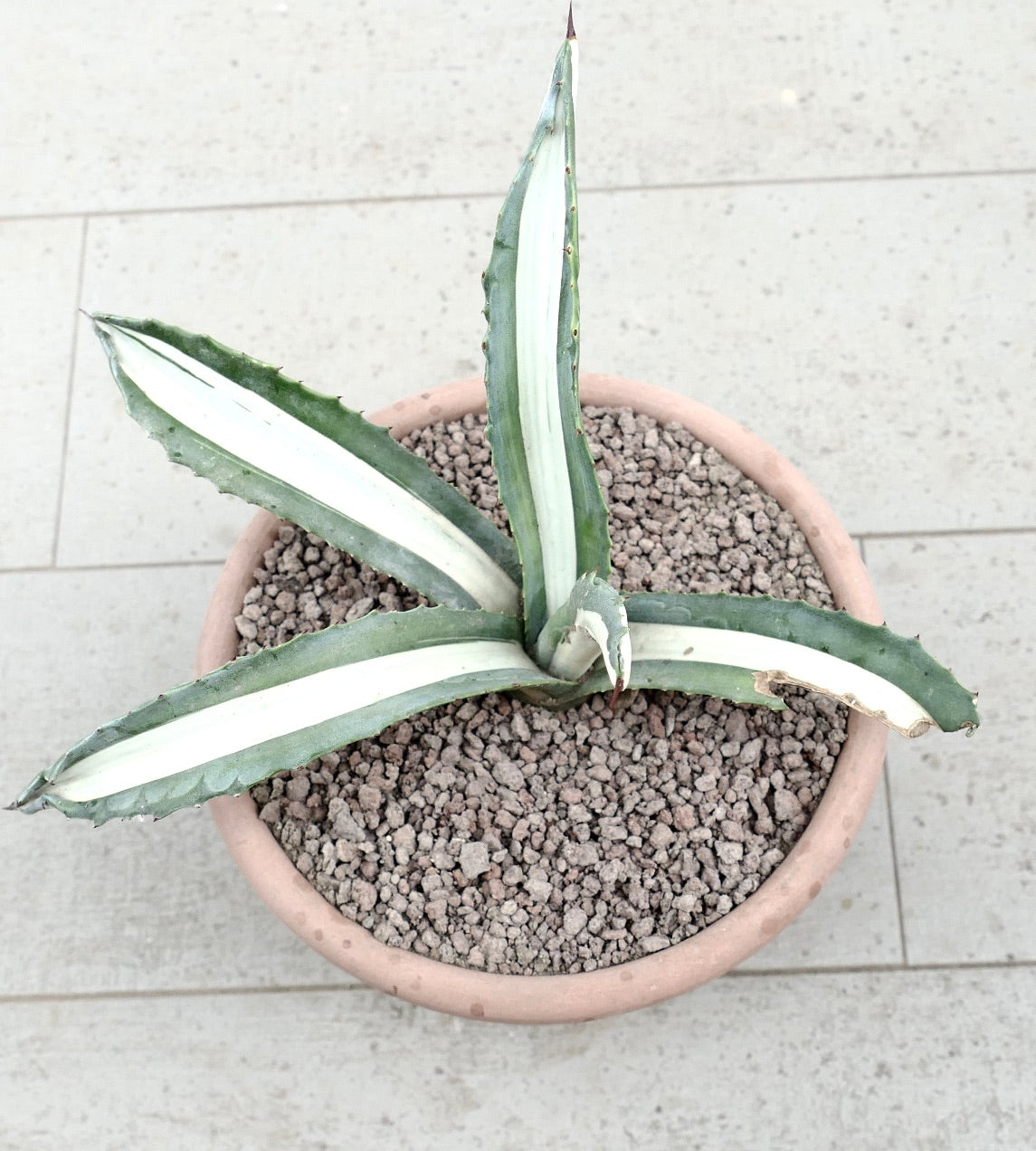 Agave americana mediopicta-alba succulent with long variegated leaves and sharp spines in pot
