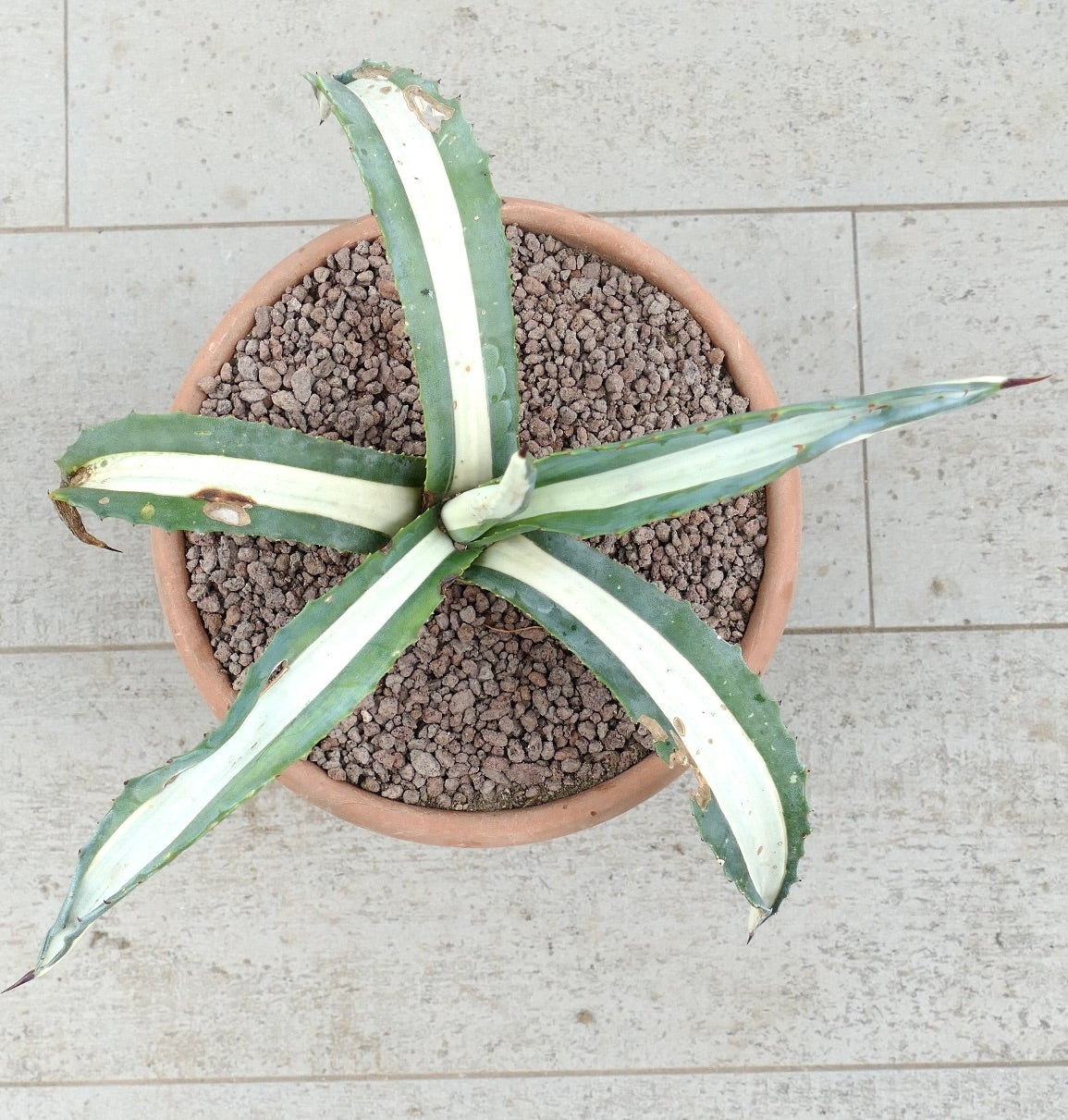 Agave americana mediopicta-alba succulent with long variegated leaves and sharp spines in terracotta pot
