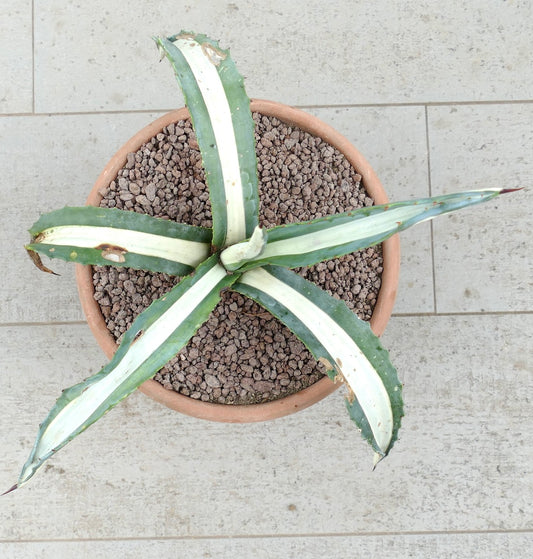 Agave americana mediopicta-alba Sukkulente mit langen, buntlaubigen Blättern und scharfen Stacheln im Terrakottatopf