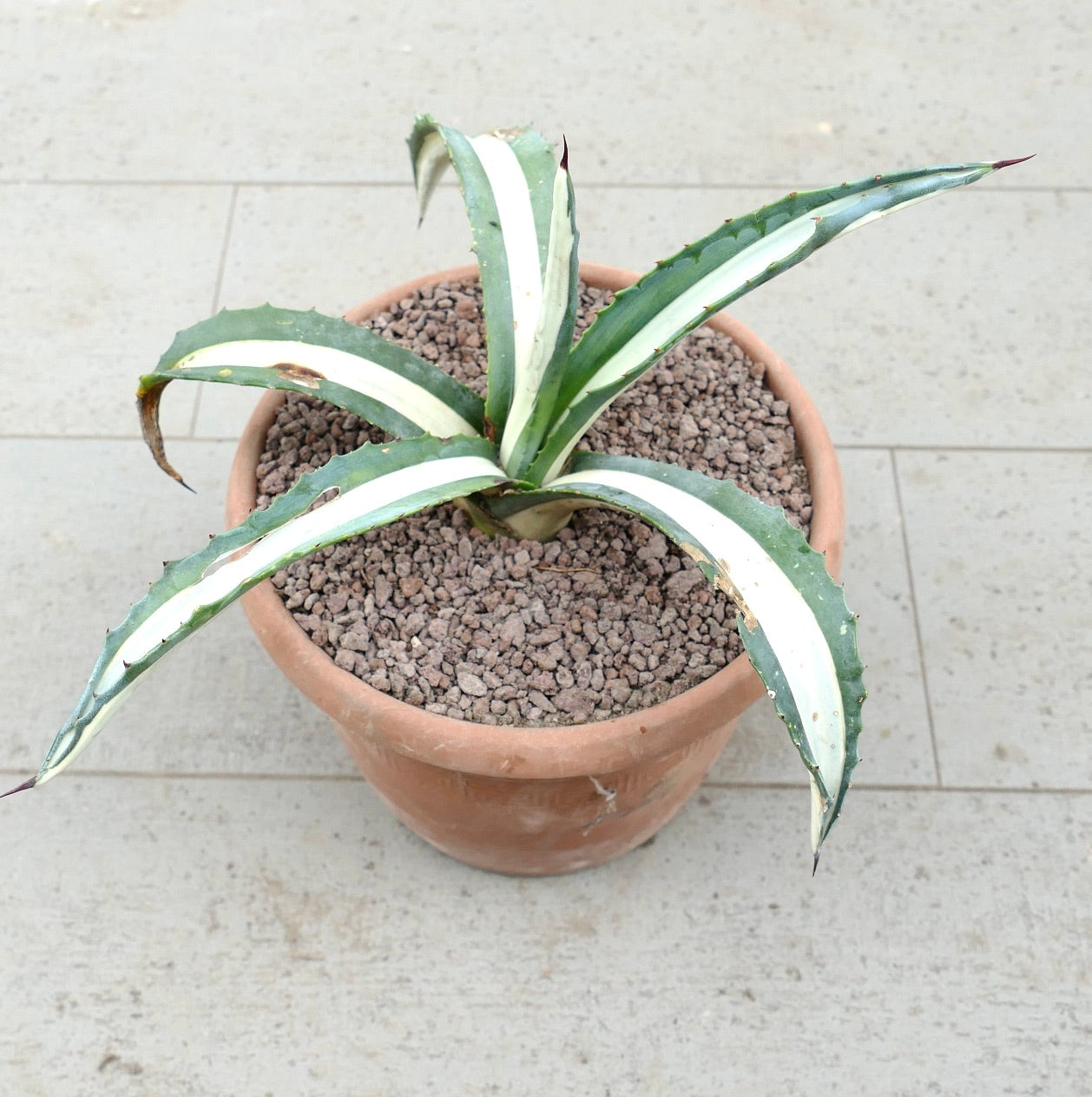 Agave americana mediopicta-alba succulent with long variegated leaves and sharp spines in terracotta pot