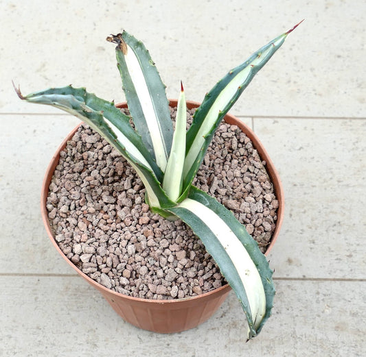 Agave americana mediopicta-alba Sukkulente mit dicken, bunt gefleckten Blättern und scharfen, rötlichen Stacheln im Topf