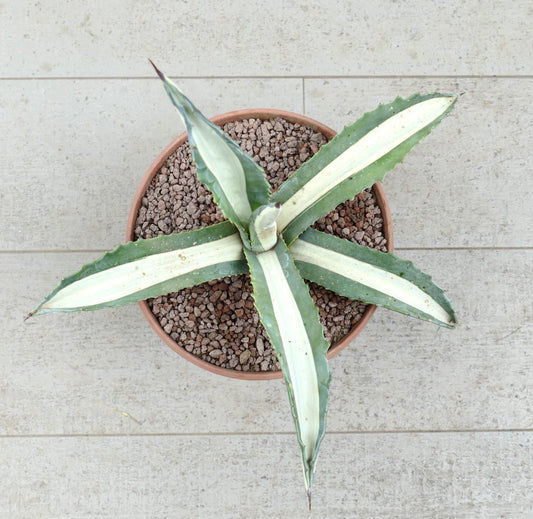 Agave americana mediopicta-alba succulent with broad white-striped leaves and sharp spines in pot