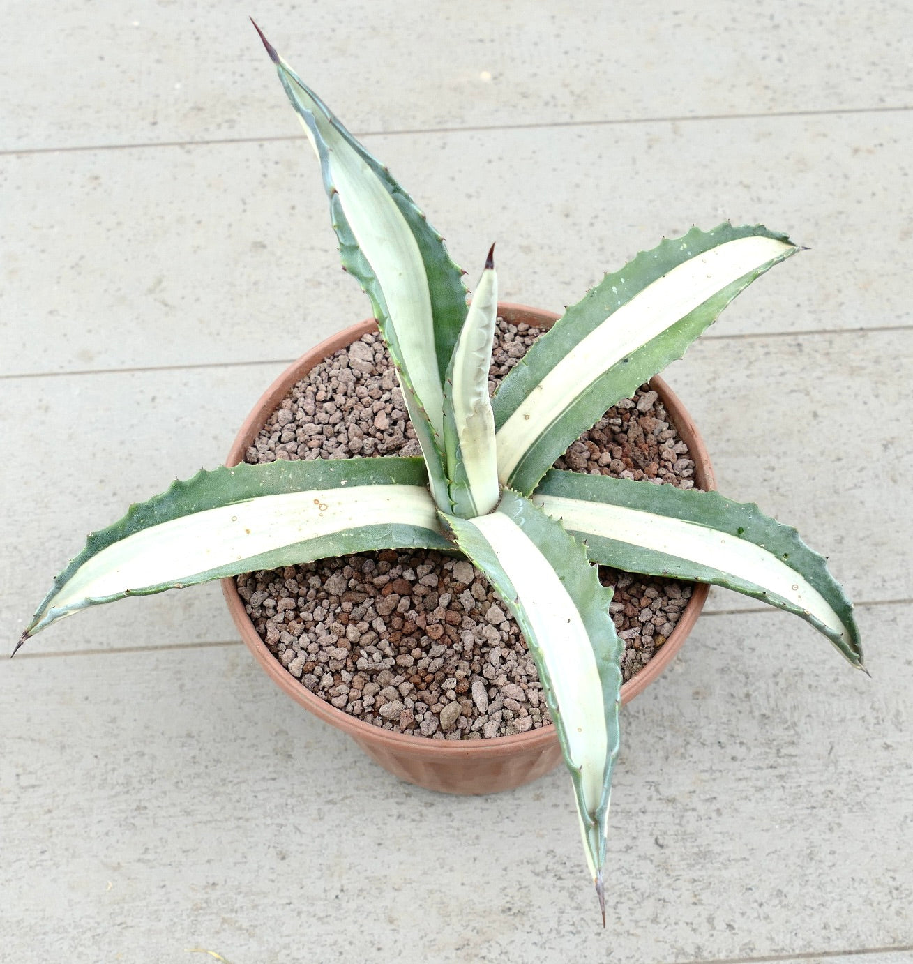 Agave americana mediopicta-alba suculenta com folhas variegadas longas e espinhos afiados em vaso