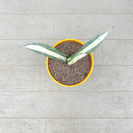 Agave americana mediopicta-alba Sukkulente mit langen, bunt gemusterten Blättern und scharfen Stacheln im Topf