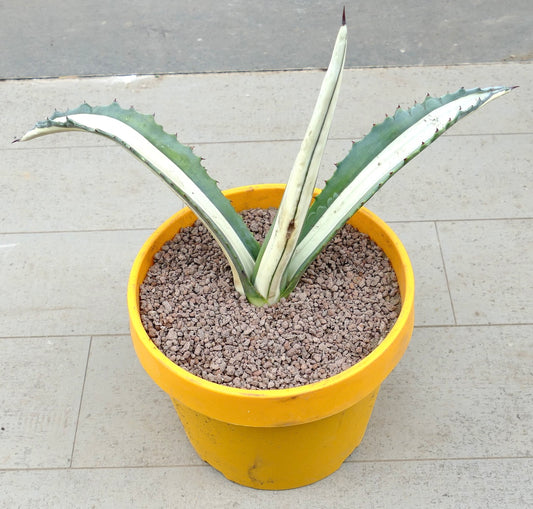 Agave americana mediopicta-alba Sukkulente mit dicken, buntlaubigen Blättern und scharfen Stacheln im Topf
