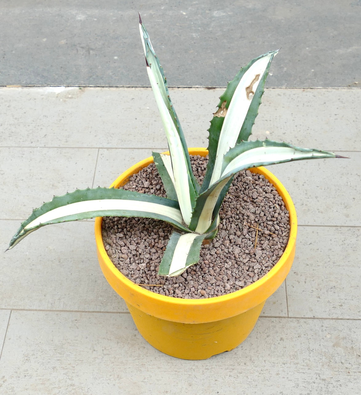 Agave americana mediopicta-alba succulent with long variegated leaves and sharp spines in yellow pot
