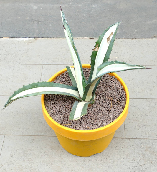 Agave americana mediopicta-alba Sukkulente mit langen, buntlaubigen Blättern und scharfen Dornen in gelbem Topf