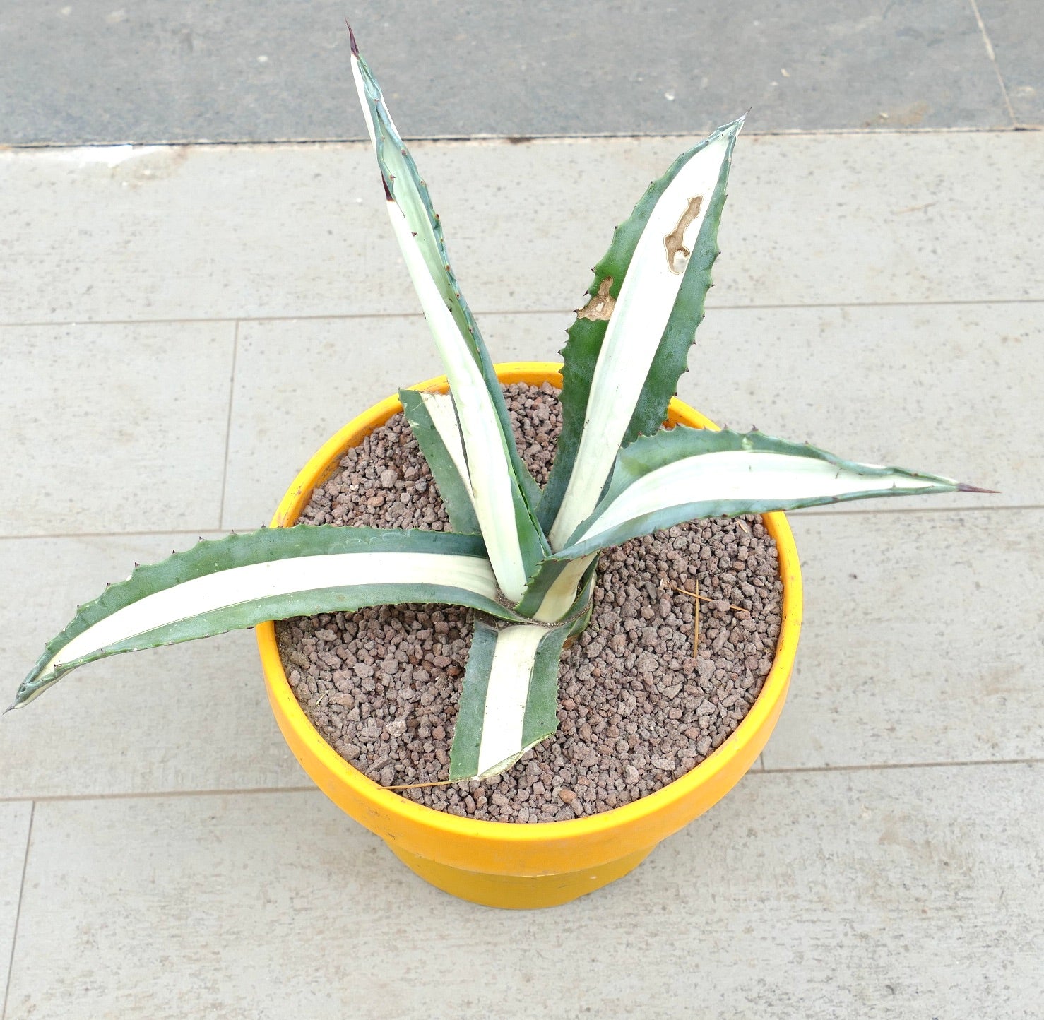 Agave americana mediopicta-alba succulent with long variegated leaves and sharp spines in pot