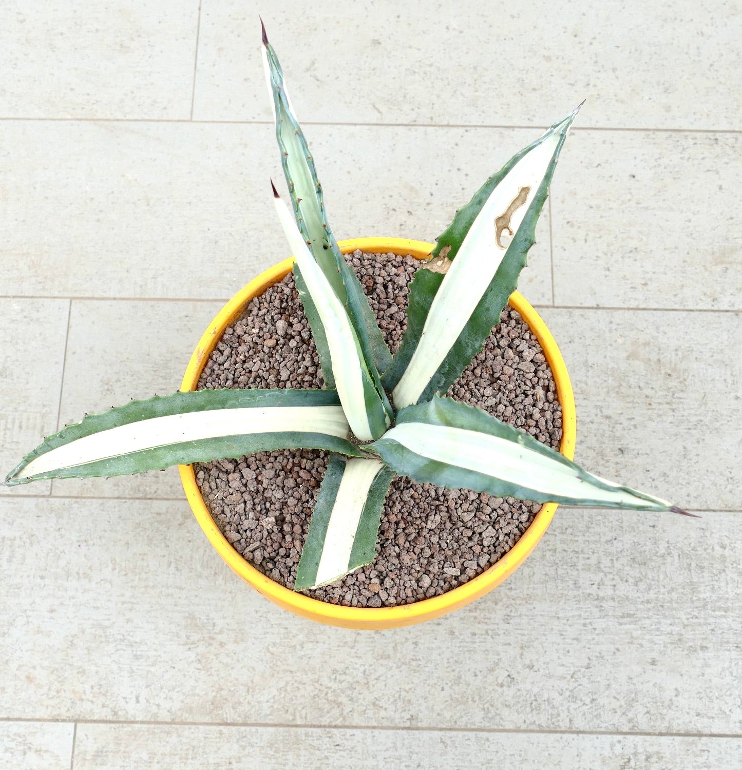Agave americana mediopicta-alba succulent with long variegated leaves and sharp spines in pot