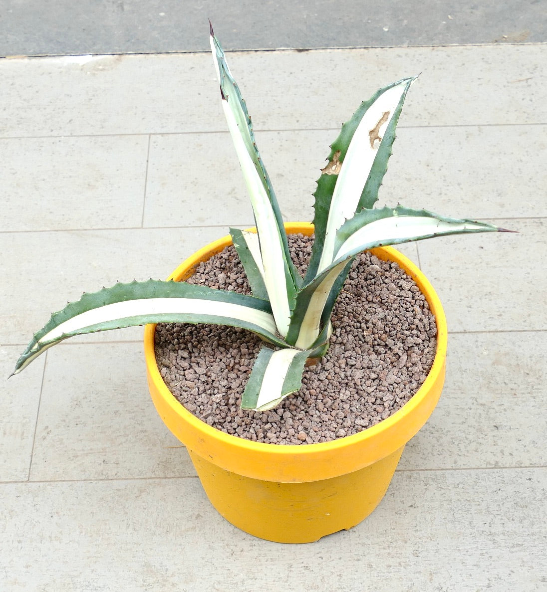 Agave americana mediopicta-alba succulent with long variegated leaves and sharp spines in yellow pot