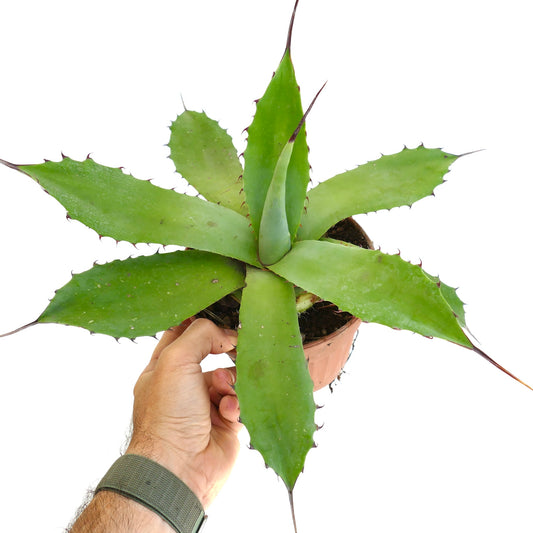 Agave americana x bovicornuta succulent with broad green leaves and sharp brown spines in pot