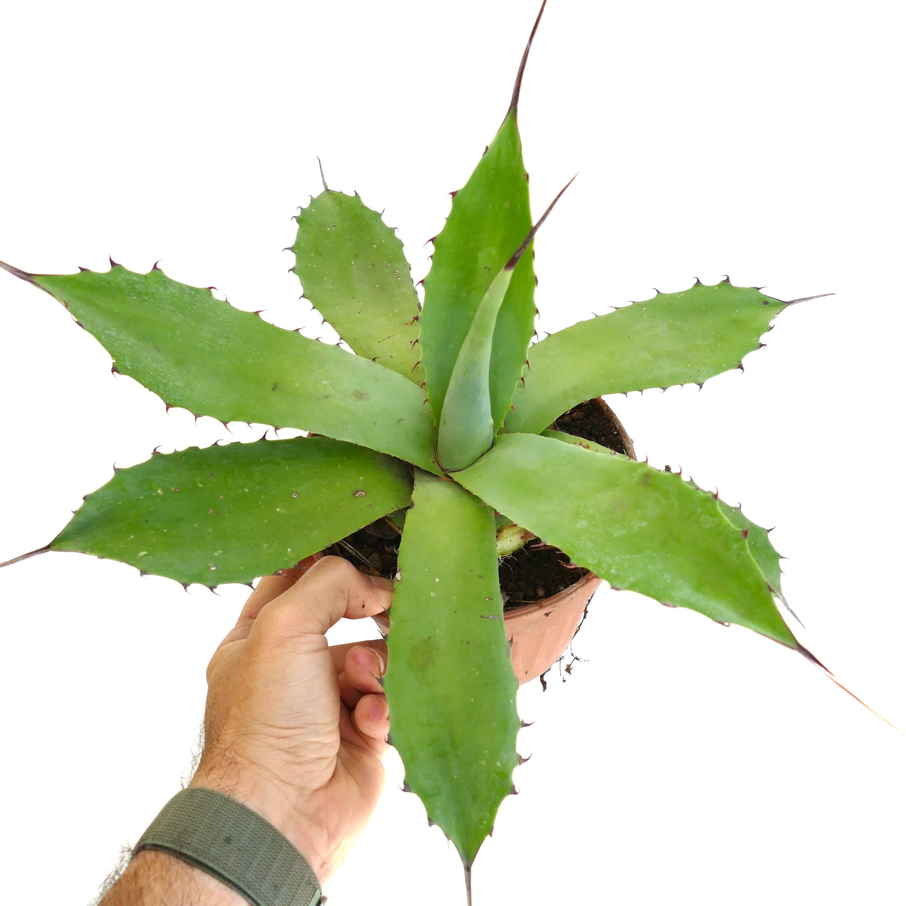 Agave americana x bovicornuta sukkulent med brede grønne blader og skarpe rødbrune torner i potte