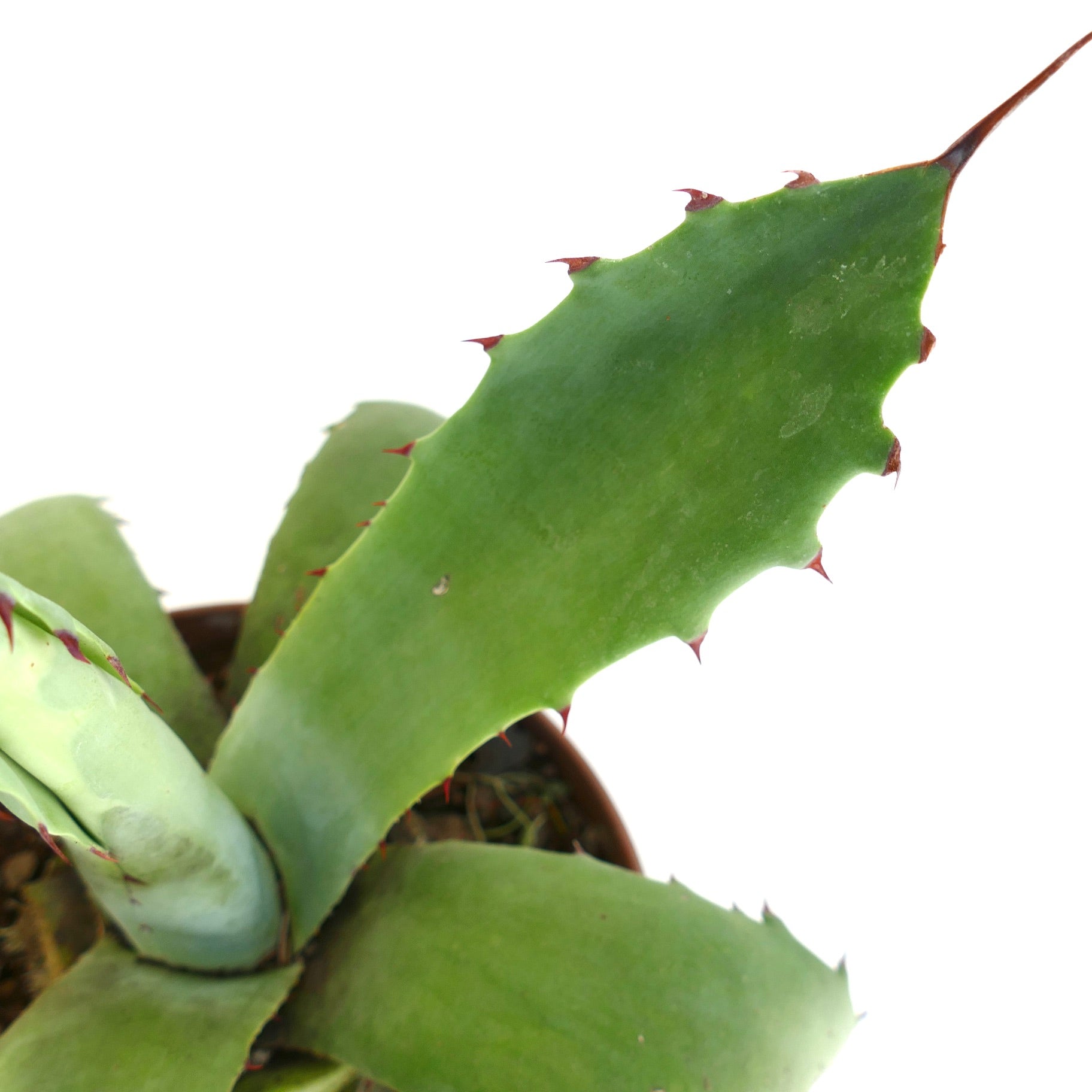 Agave americana x bovicornuta sukkulent med brede grønne blader og rødaktige torner