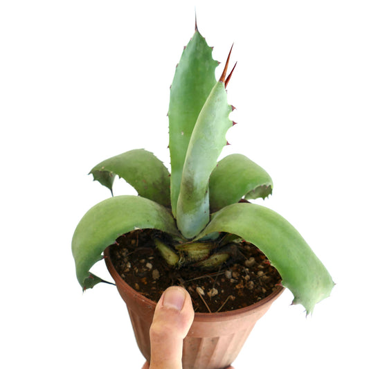 Agave americana x bovicornuta succulent with thick green leaves and sharp reddish spines in pot