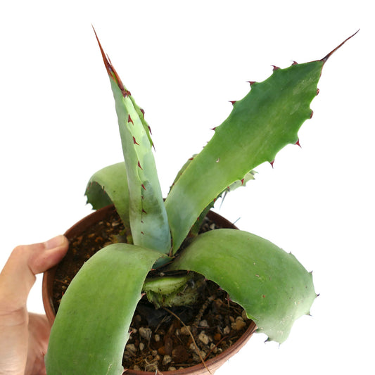 Agave americana x bovicornuta succulent with broad green leaves and sharp reddish spines
