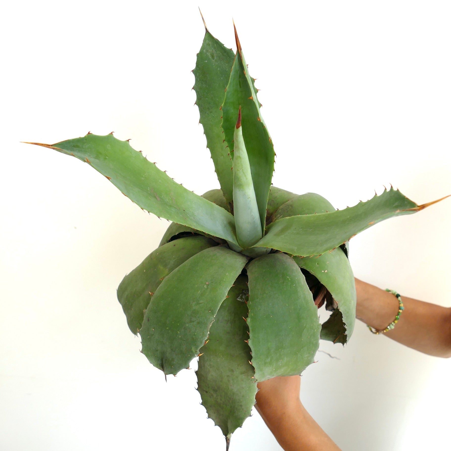 Agave americana x celsii succulent with thick green leaves and sharp brown spines