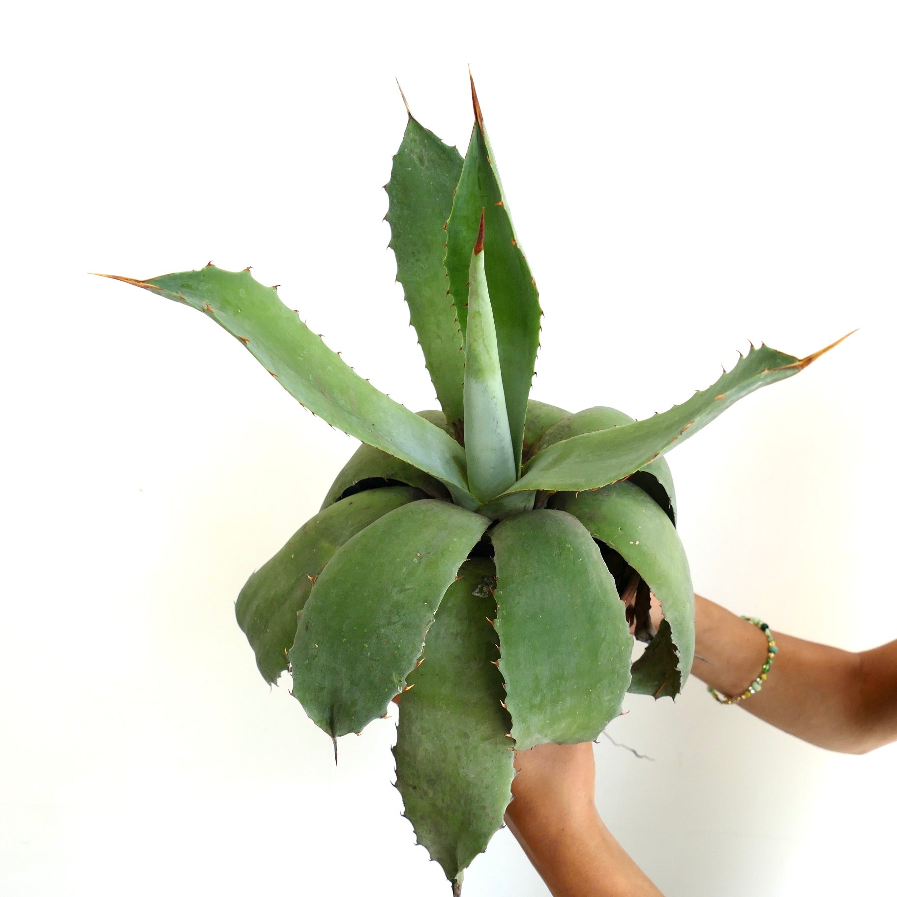Agave americana x celsii succulent with broad green leaves and sharp brown spines