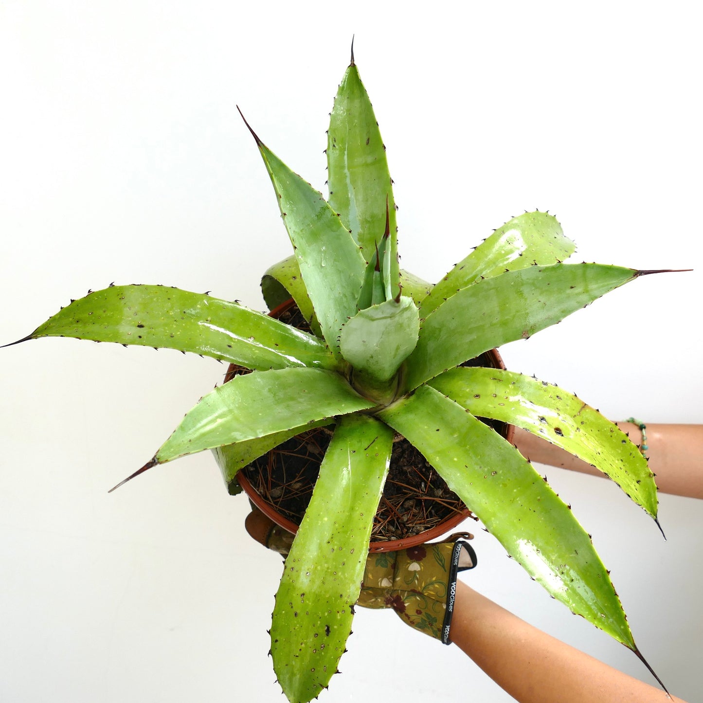 Agave americana x decipiens succulent with broad light green leaves and sharp spines in pot