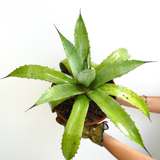 Agave americana x decipiens succulent with broad light green leaves and sharp spines in pot