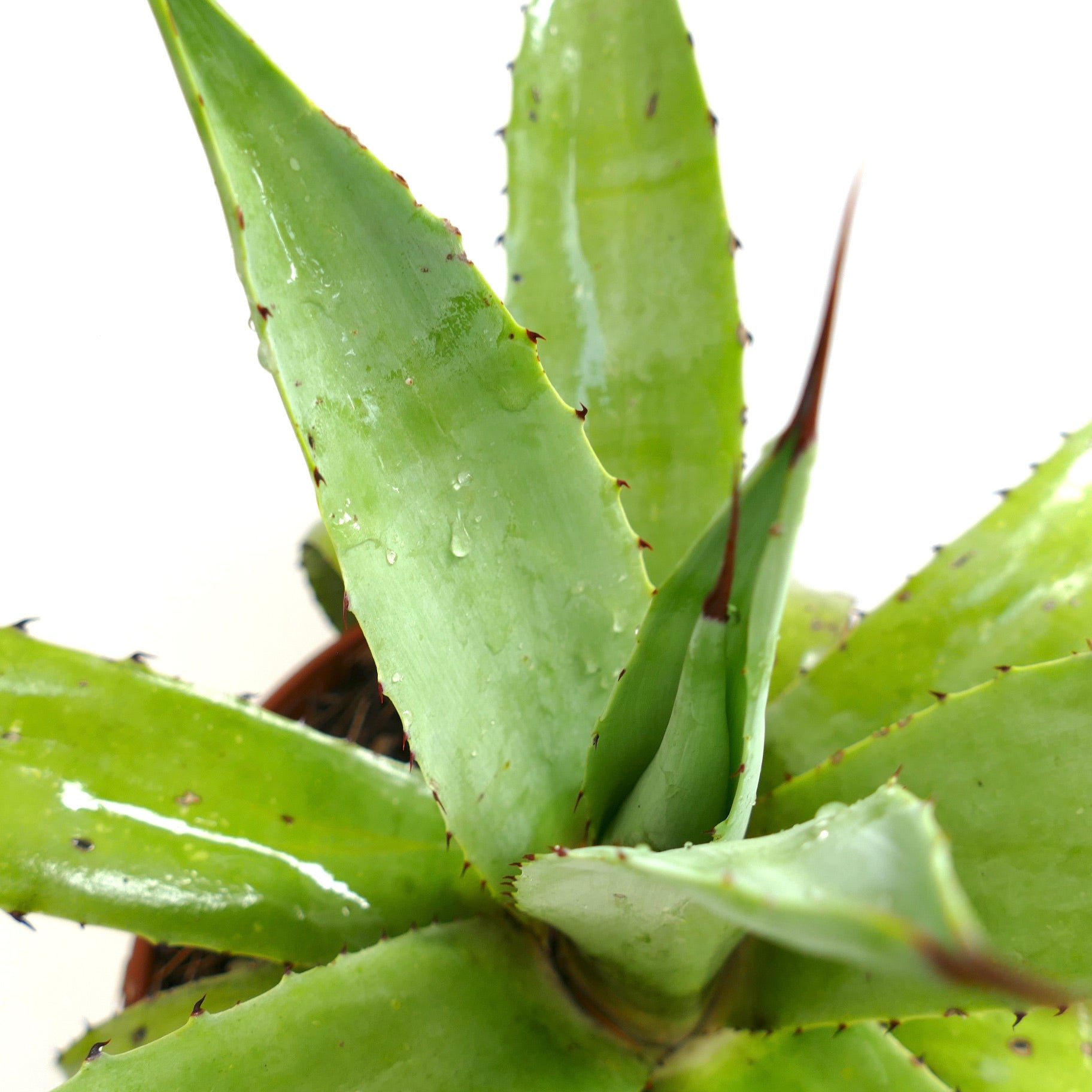 アガベ・アメリカーナ ハイブリッド | Botanical Archive | 今すぐ探検する