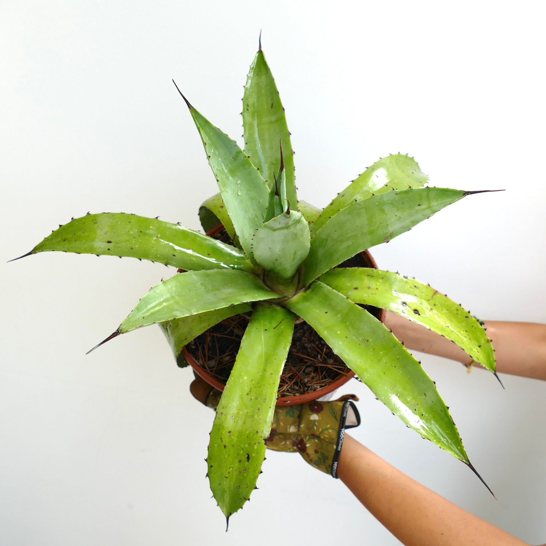 Agave americana x decipiens succulent with long pointed leaves and sharp spines in pot