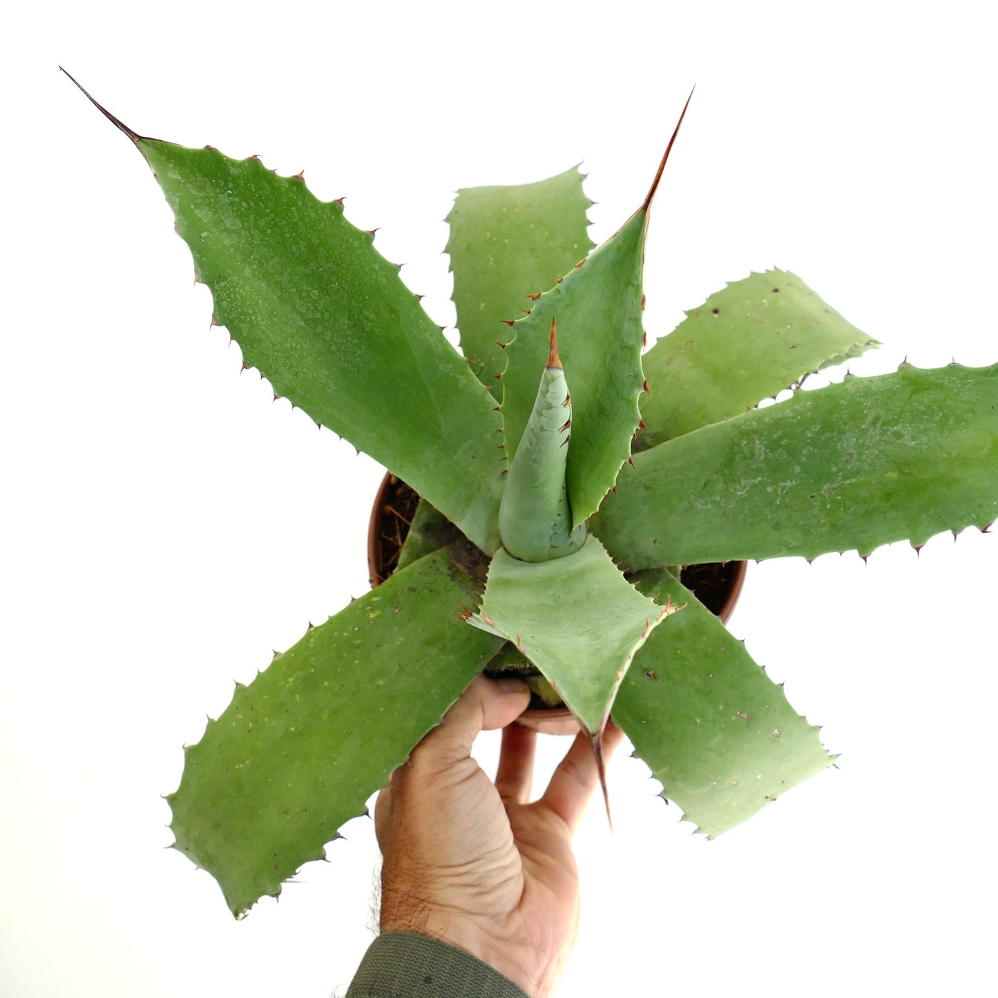 Agave americana x eborispina succulent with broad green leaves and long sharp spines held in hand