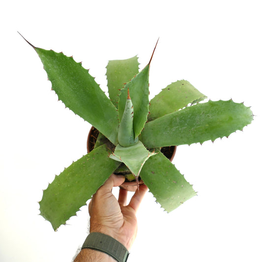 Agave americana x eborispina succulent with thick green leaves and long sharp spines