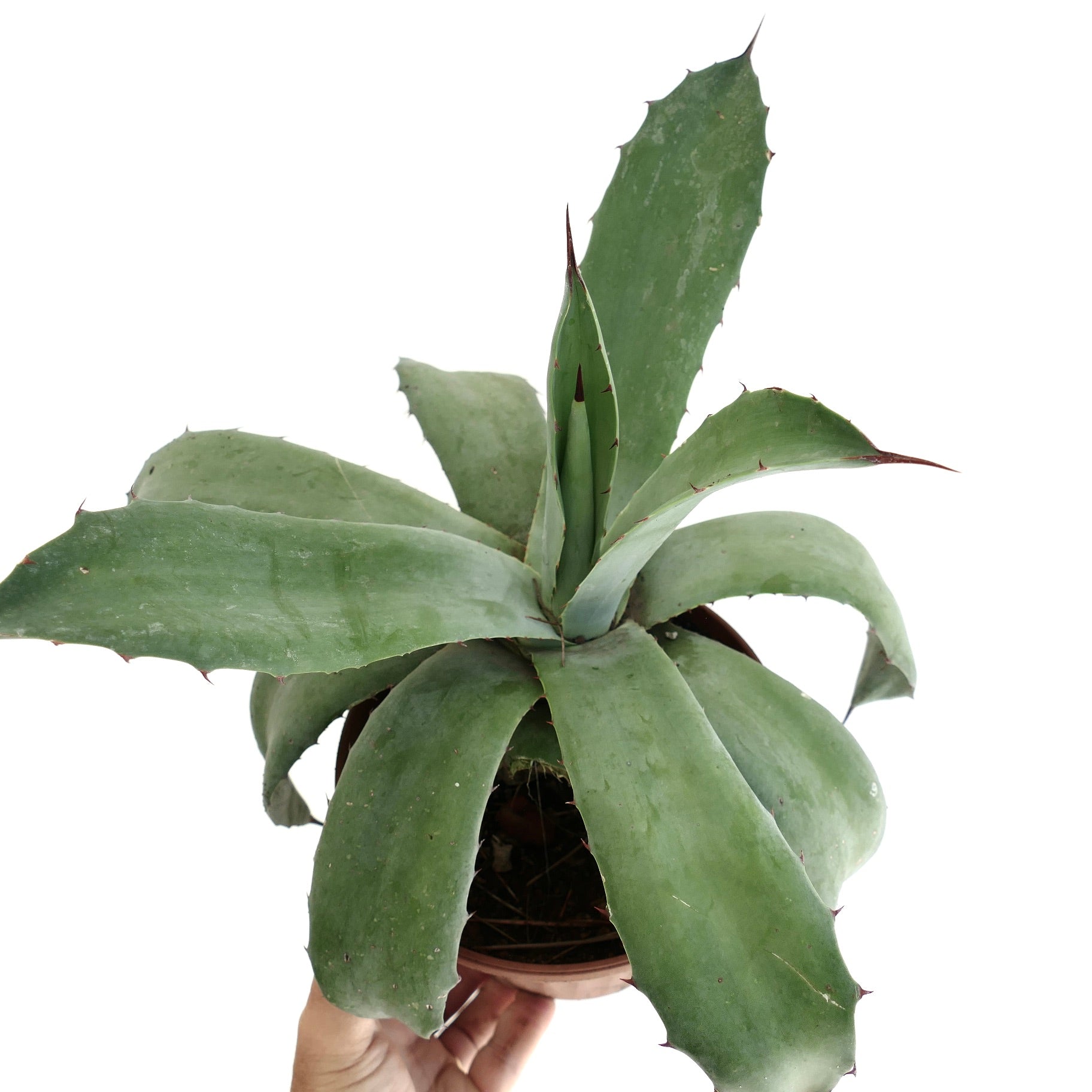 Agave americana x weberi succulent with broad blue-green leaves and sharp reddish spines