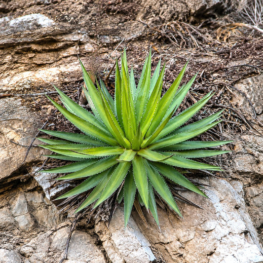 Agave angustiarum succulent rozet met scherpe stekels groeiend op rotsachtige bodem