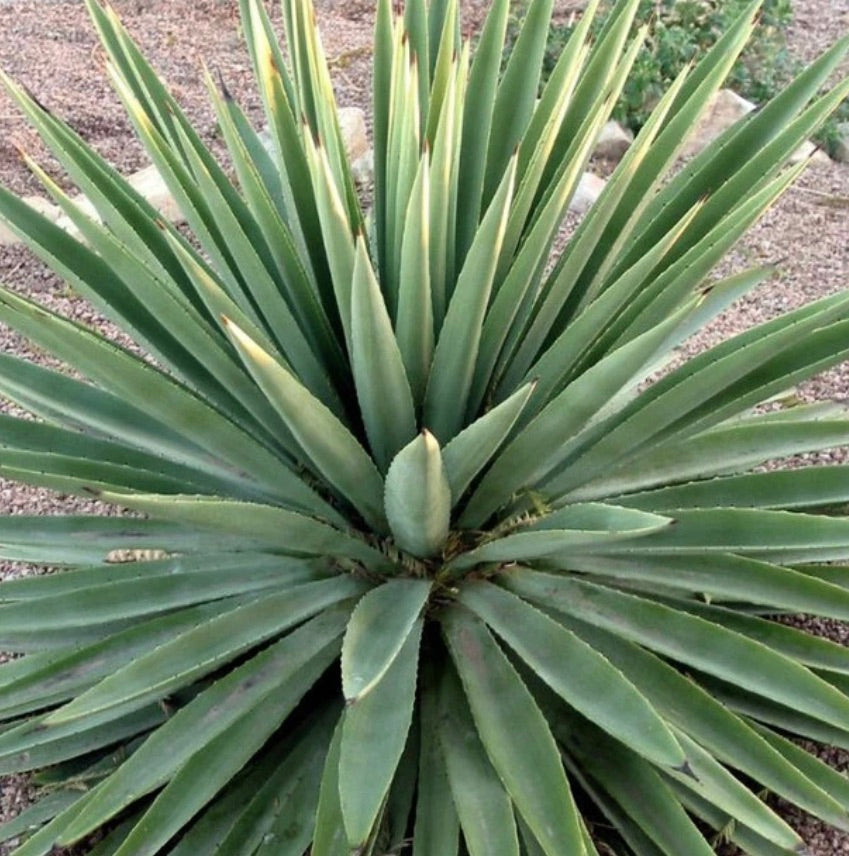 Agave angustifolia SEEDS