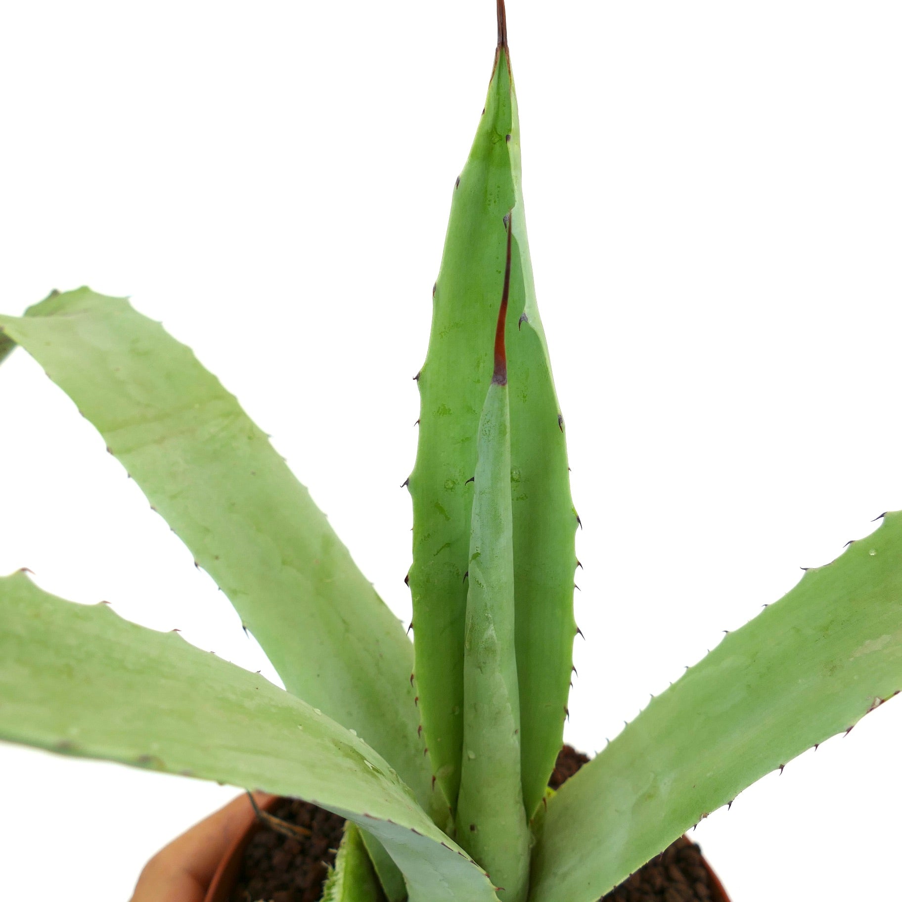 Agave angustifolia X americana | Buy Now Our Rare Agaves Plants ...