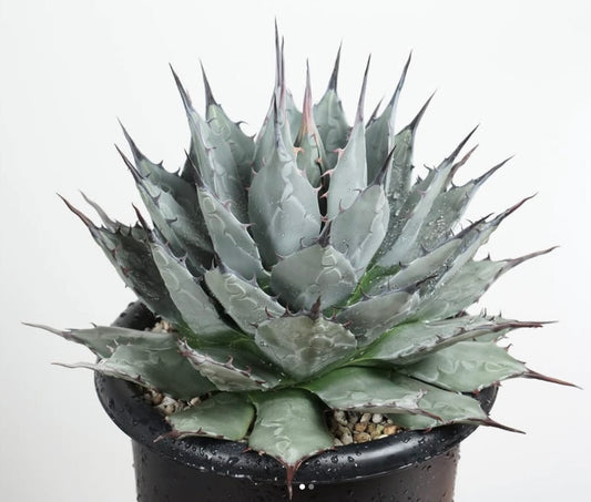 Agave applanata FRØ
