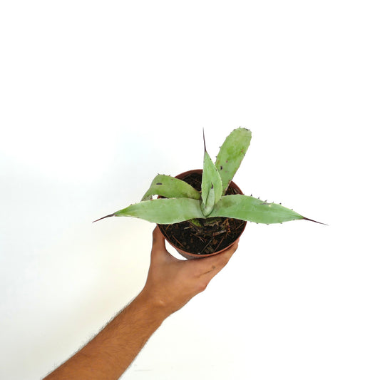 Agave asperrima X Agave cerulata succulent with thick green leaves and sharp spines