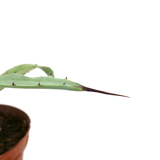 Agave asperrima X Agave cerulata succulent with thick spiny leaves in small pot